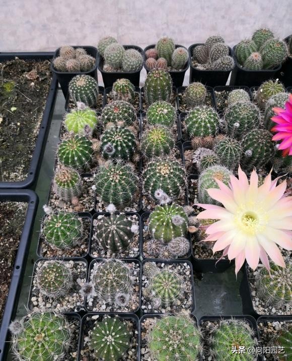 仙人球可以太阳晒吗,仙人球刚买回家要浇水吗