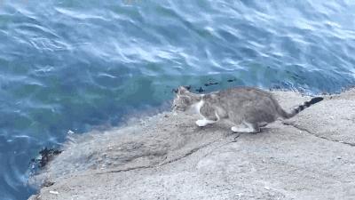 猫咪得狂犬病的前兆是什么症状,猫咪狂犬病的主要表现是什么症状