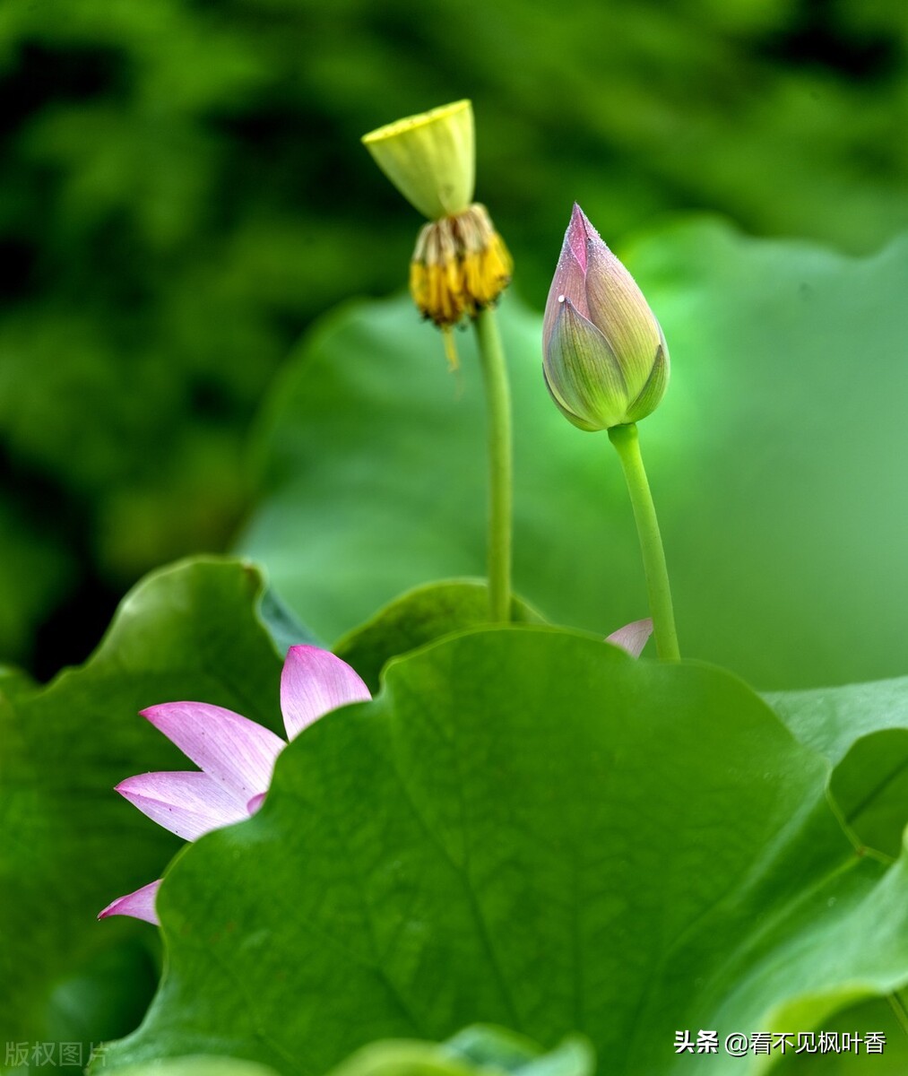 七月伊始，惟愿：绿意染心，静享岁华