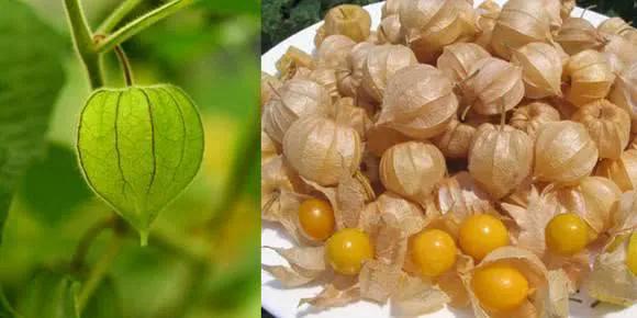 100多种罕见水果欣赏,100种罕见水果名字