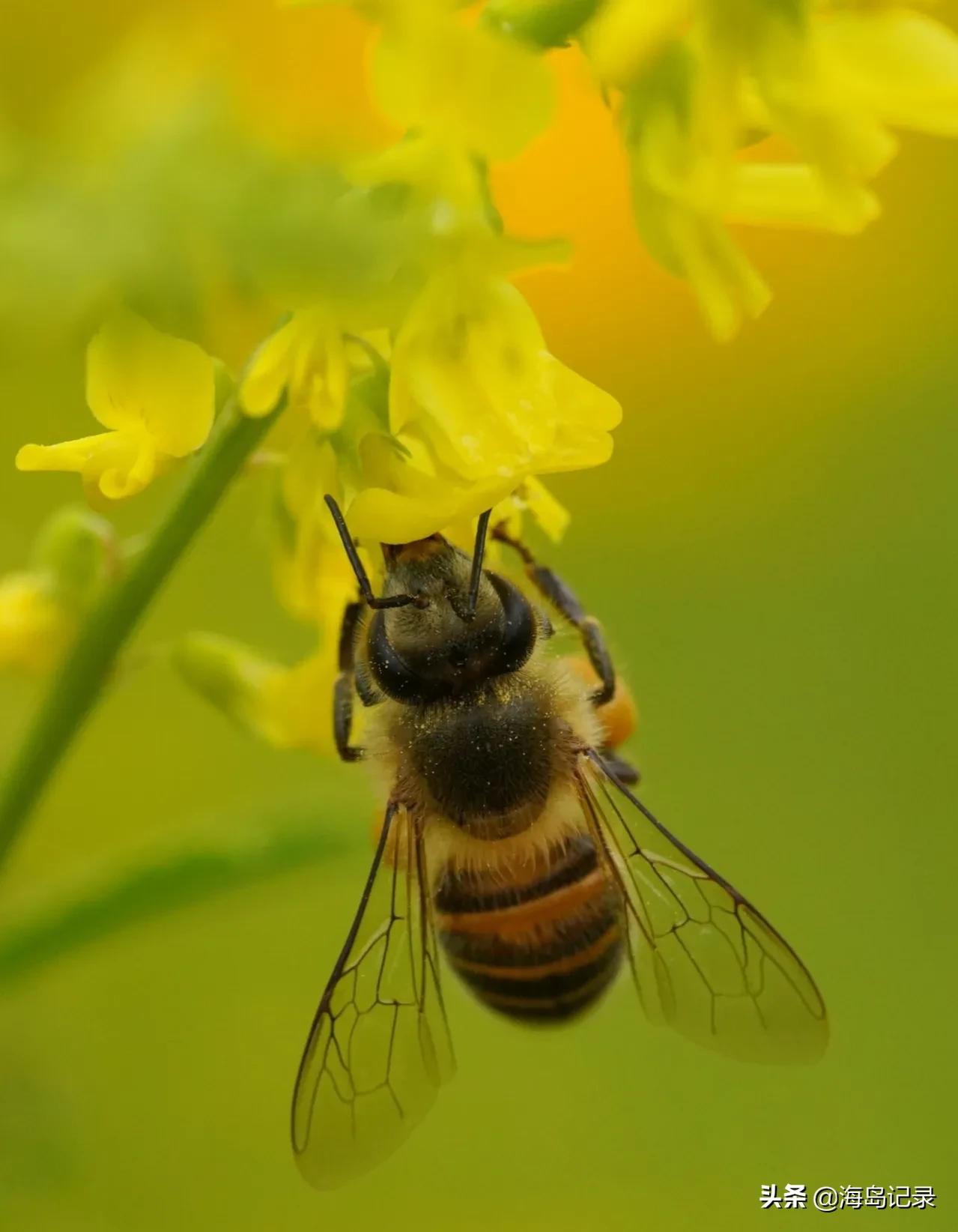 描写蜜蜂的诗语,人们喜爱蜜蜂赞美辛勤劳动的蜜蜂
