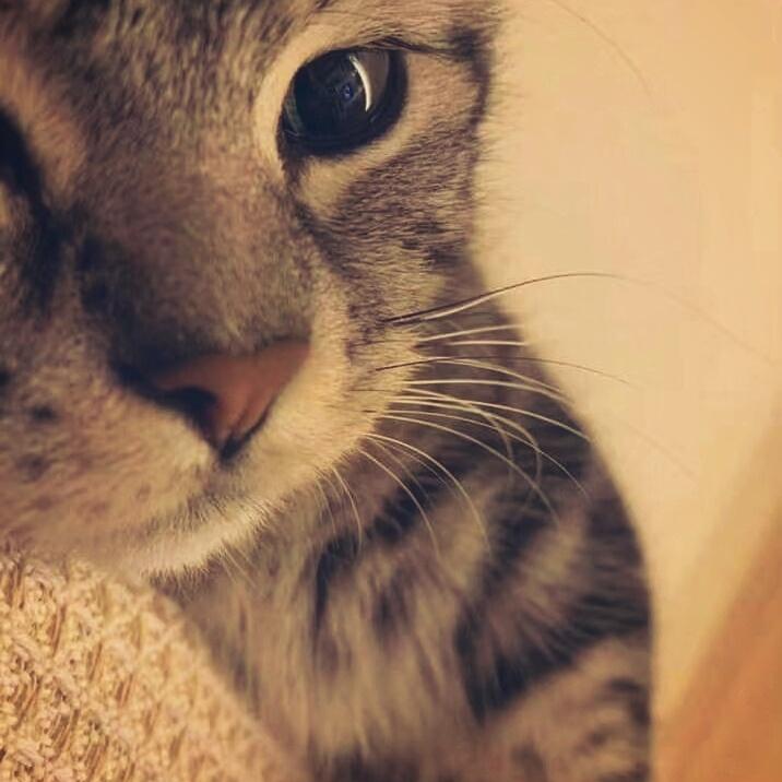 萌萌小猫头像大全可爱,动物头像猫咪可爱