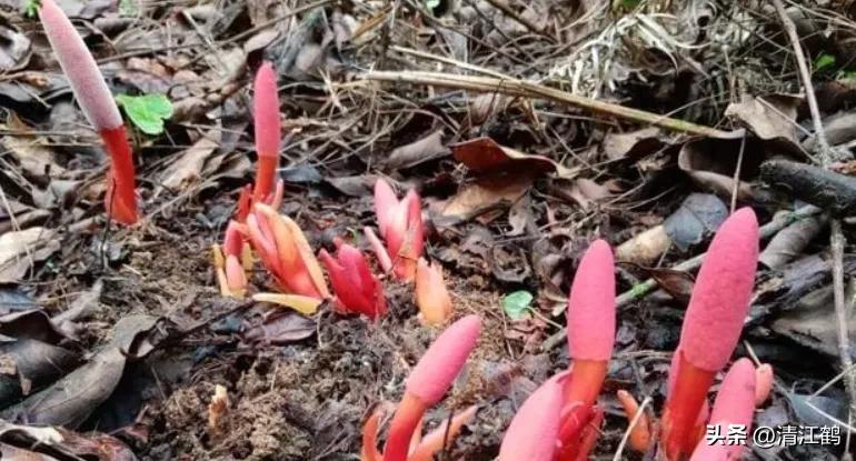中草药回春草的价格,中草药回春草图片功效和别名