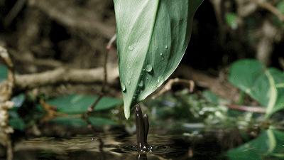 原来它们也有“性丑闻”，这片看完让我大开眼界