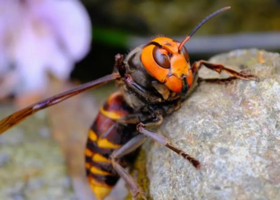 中国十大毒蜂王,十大毒蜂王分别是什么