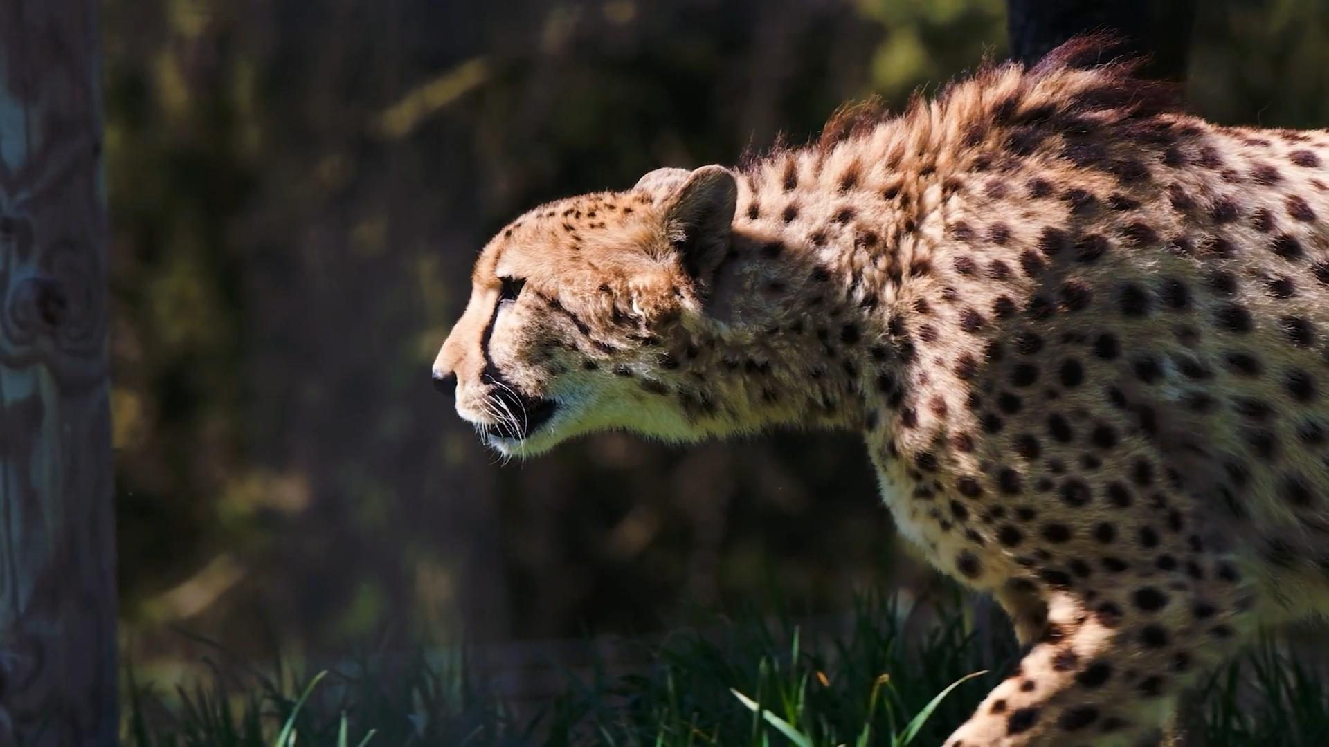 猎豹可以打过人类吗,如果在野外遇到猎豹怎么办