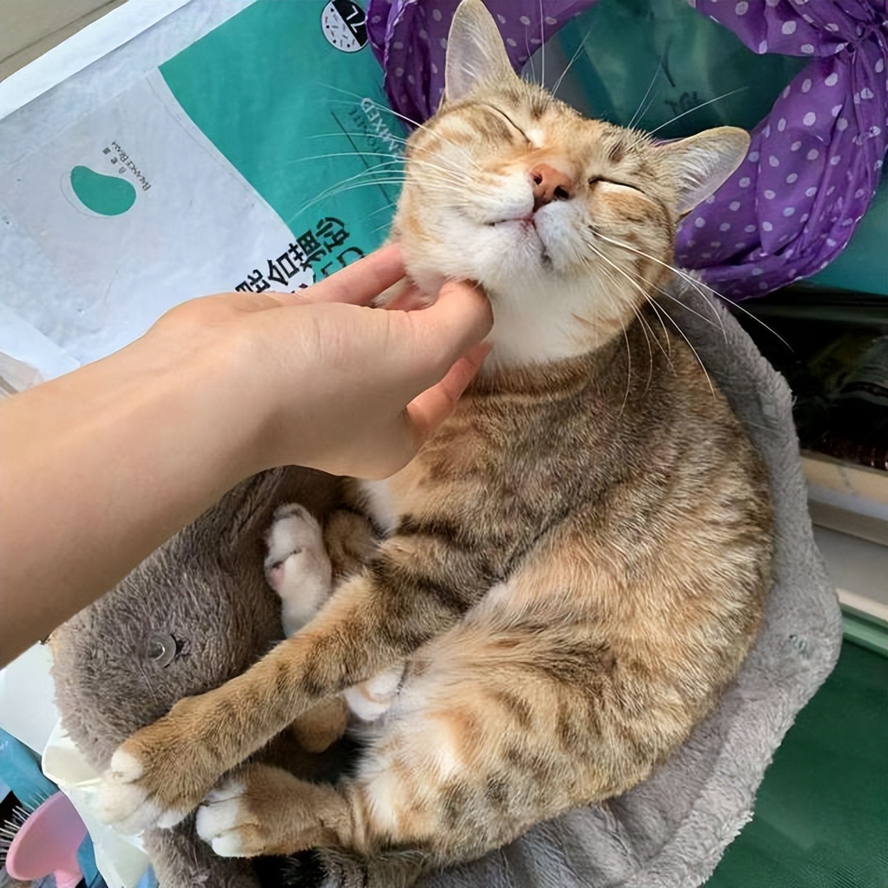 猫咪最渴望被抚摸的部位是什么,猫咪最渴望被摸的六个部位