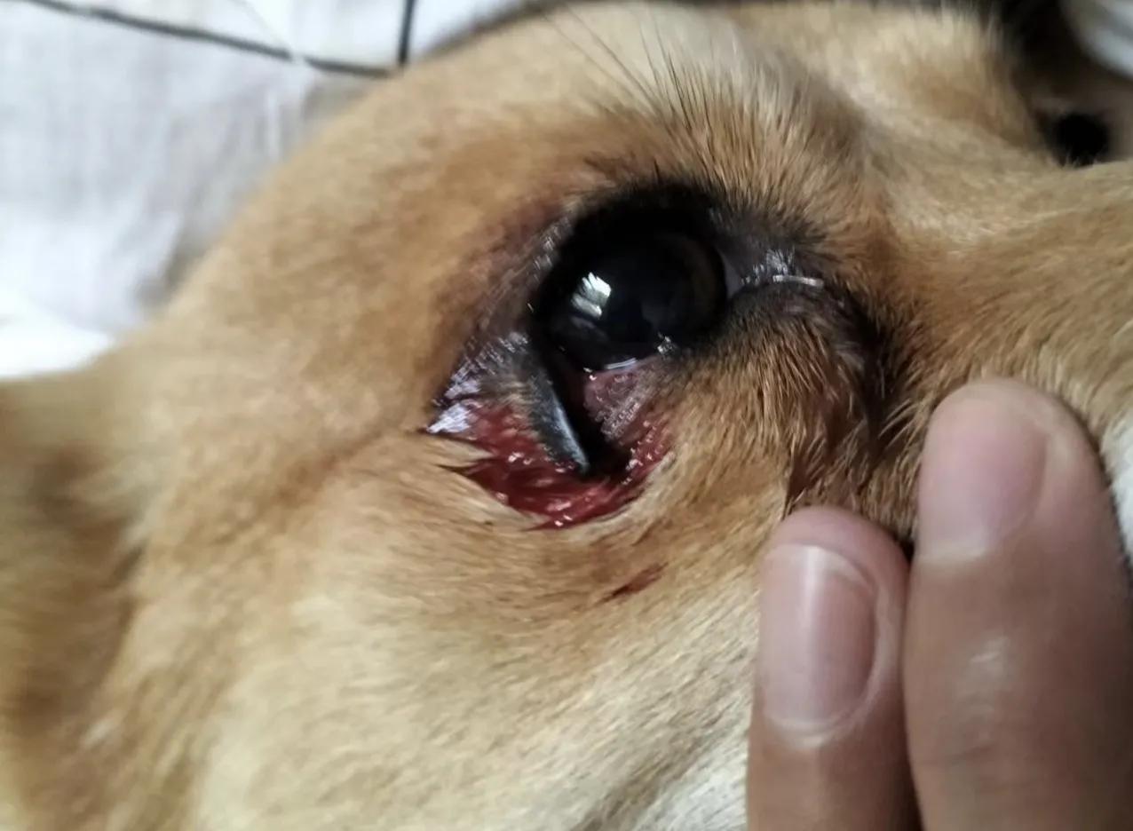 新手养公狗还是母狗好,公狗母狗可以一起养吗