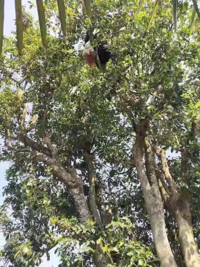 走遍云南,走遍云南原唱版