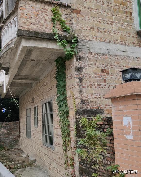 庭院种植竹子禁忌有哪些,庭院种植竹子要注意什么