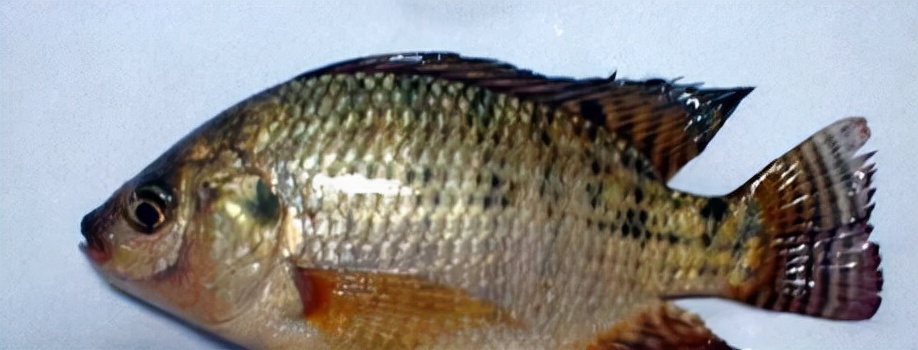 最常见的50种食用鱼吃法和价格,十种常用食用鱼类介绍