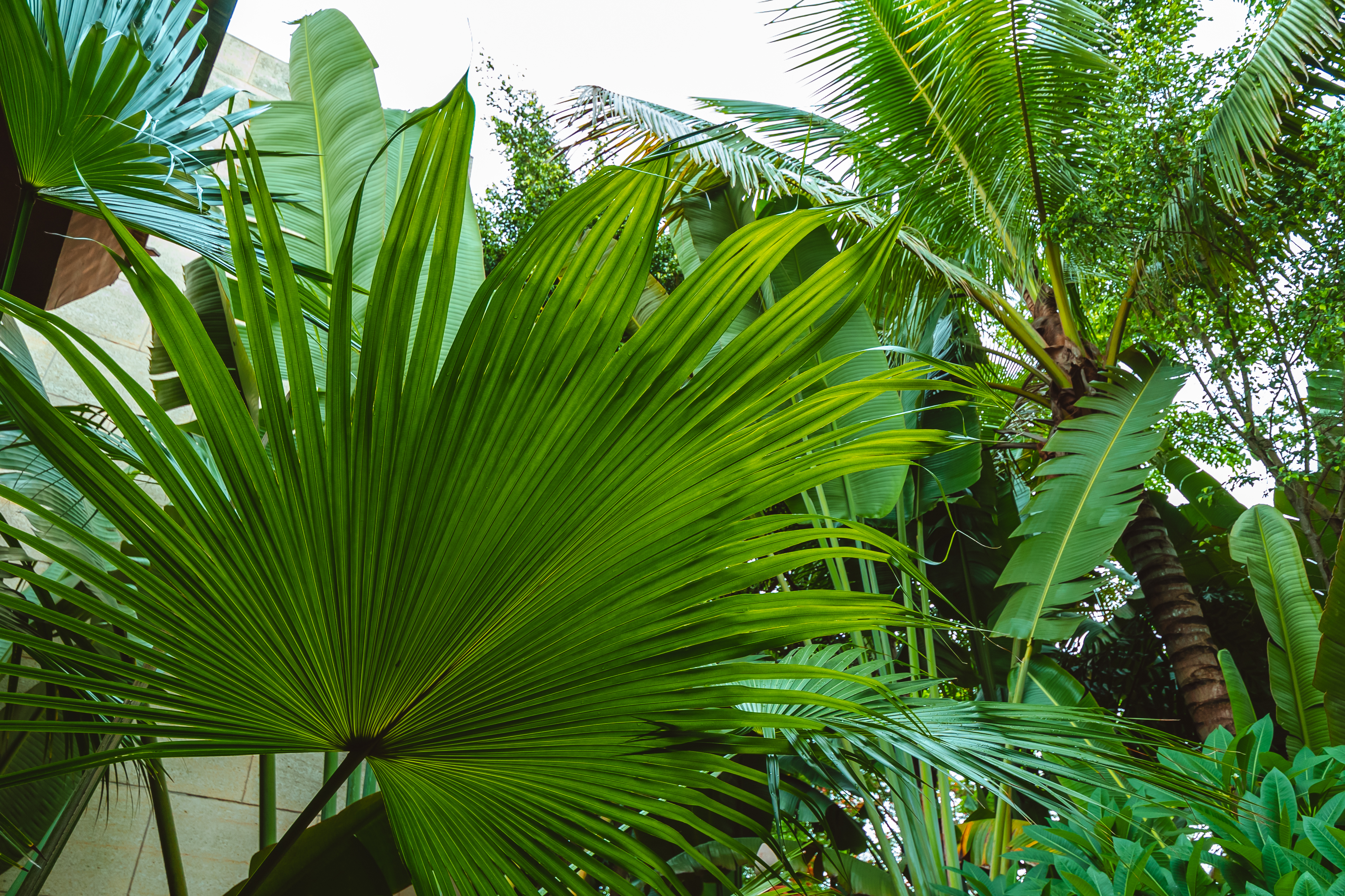 西双版纳稷泽万达文华酒店三卧,西双版纳万达文华度假酒店复式