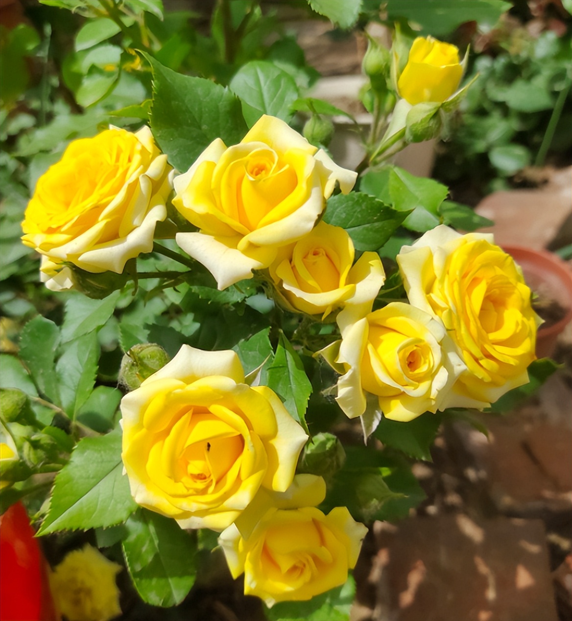 新手养花教你几个小技巧,新手想养花最好简单3步