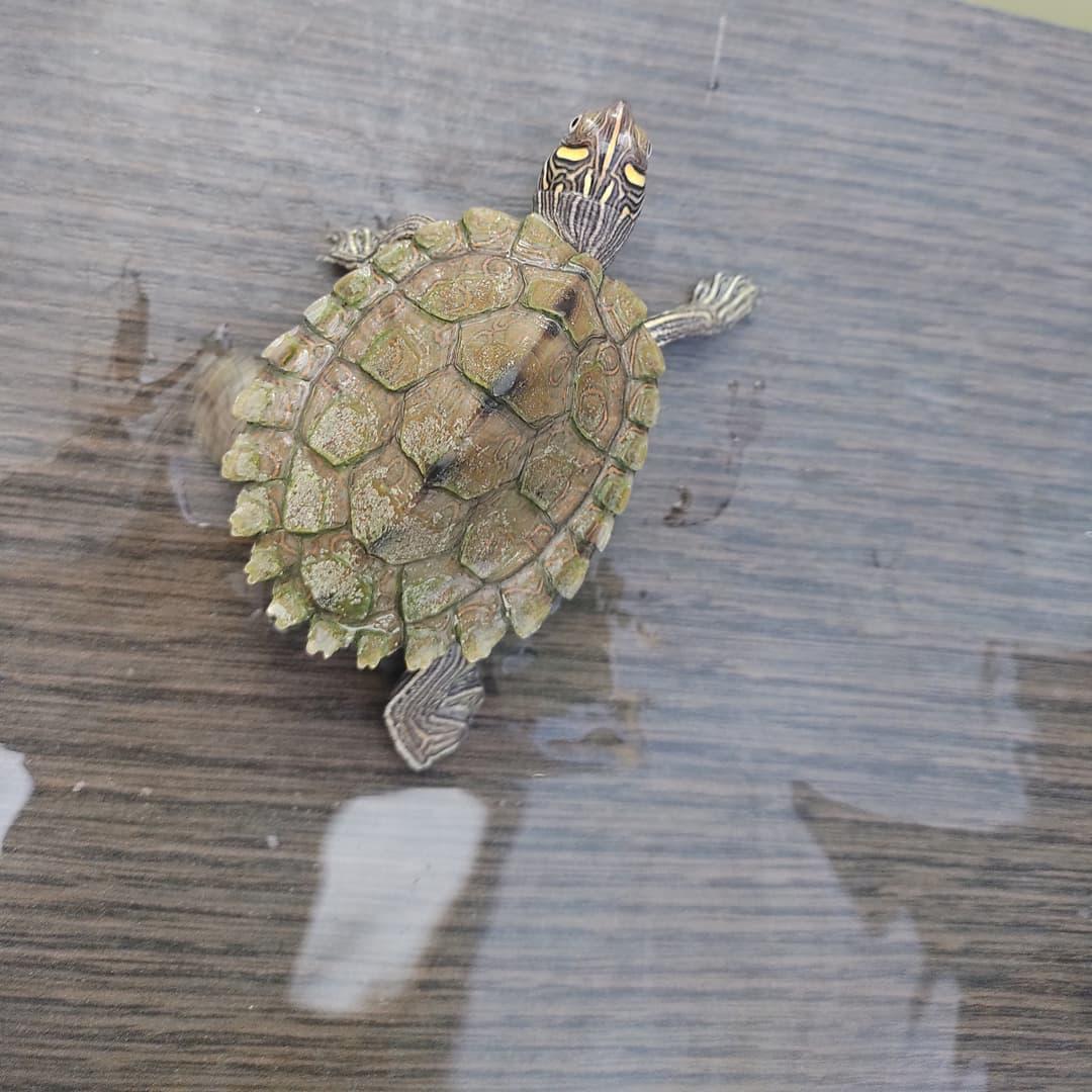地图龟对水质有什么要求,地图龟对水质有要求吗