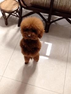 泰迪防止细小的方法,泰迪注意什么不容易生病