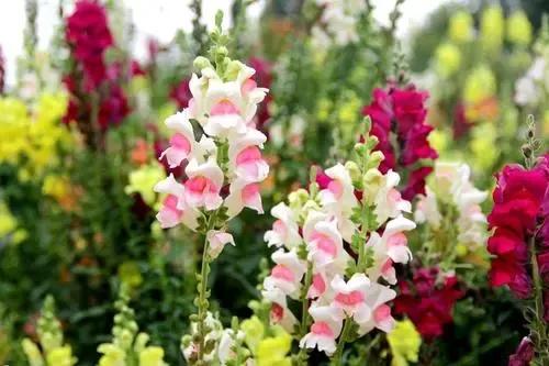 各种花的简介及花语,常见的花以及花语有哪些