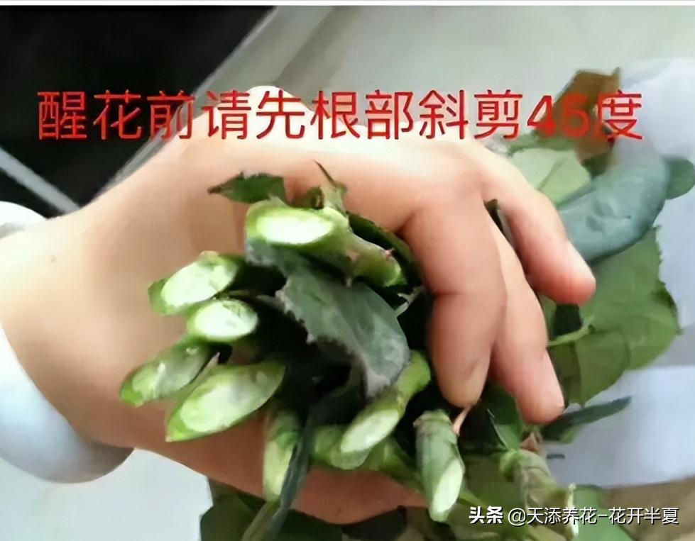 牡丹鲜切花怎么醒花,芍药鲜切花怎么醒花