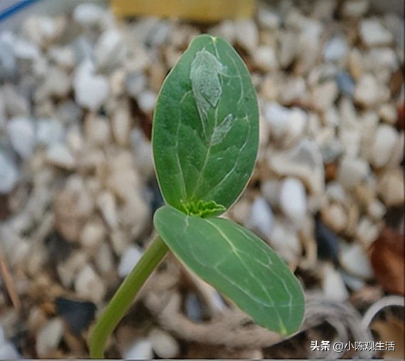 认识植物叶子的基础知识,植物叶子形态各异选择你最熟悉的