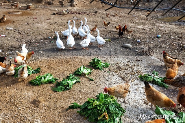 养娃一个月要花多少钱 (养娃这一年我到底花了多少钱)