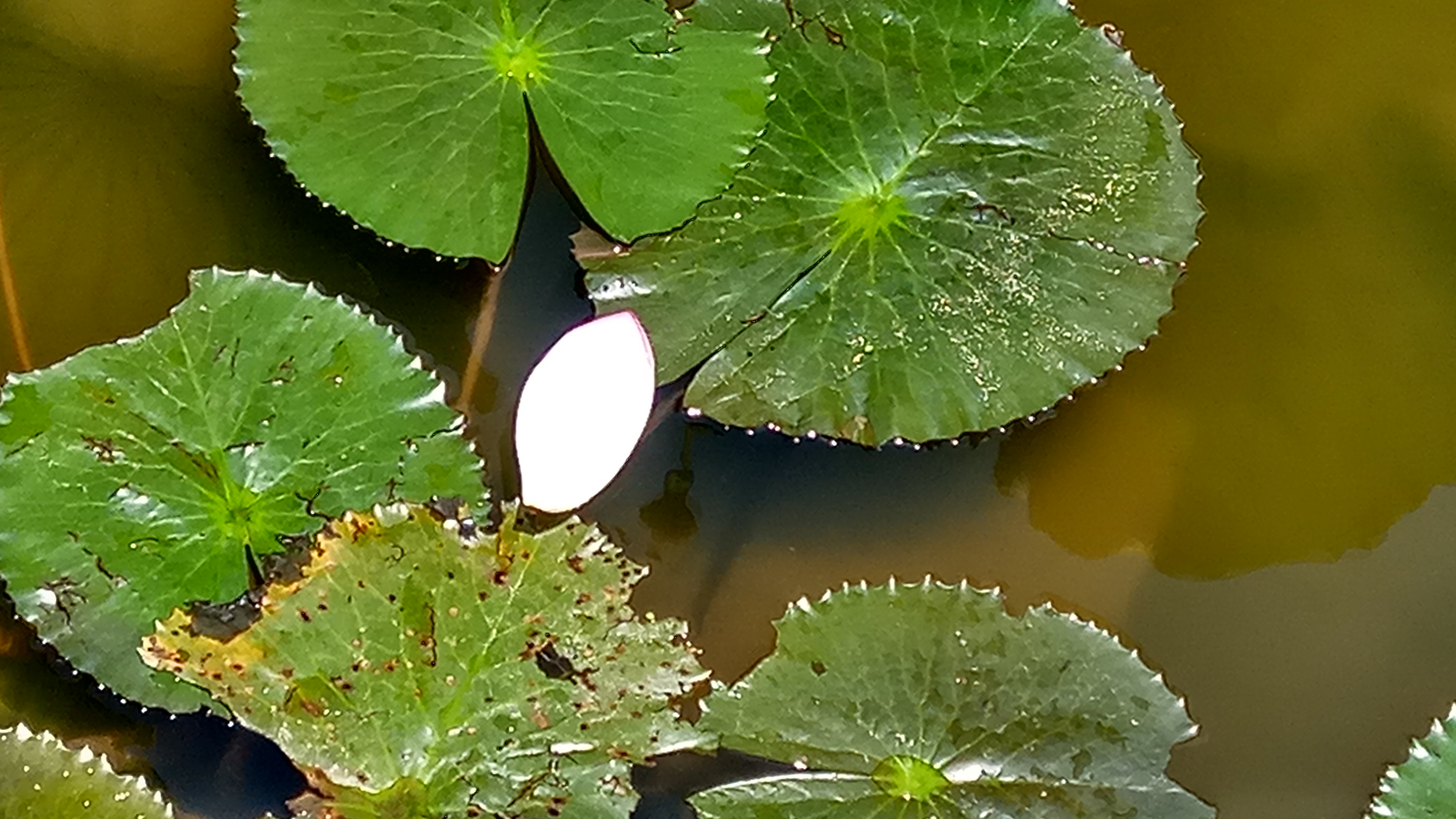青春期社交恐惧症怎么克服,有社交恐惧症的人怎么克服