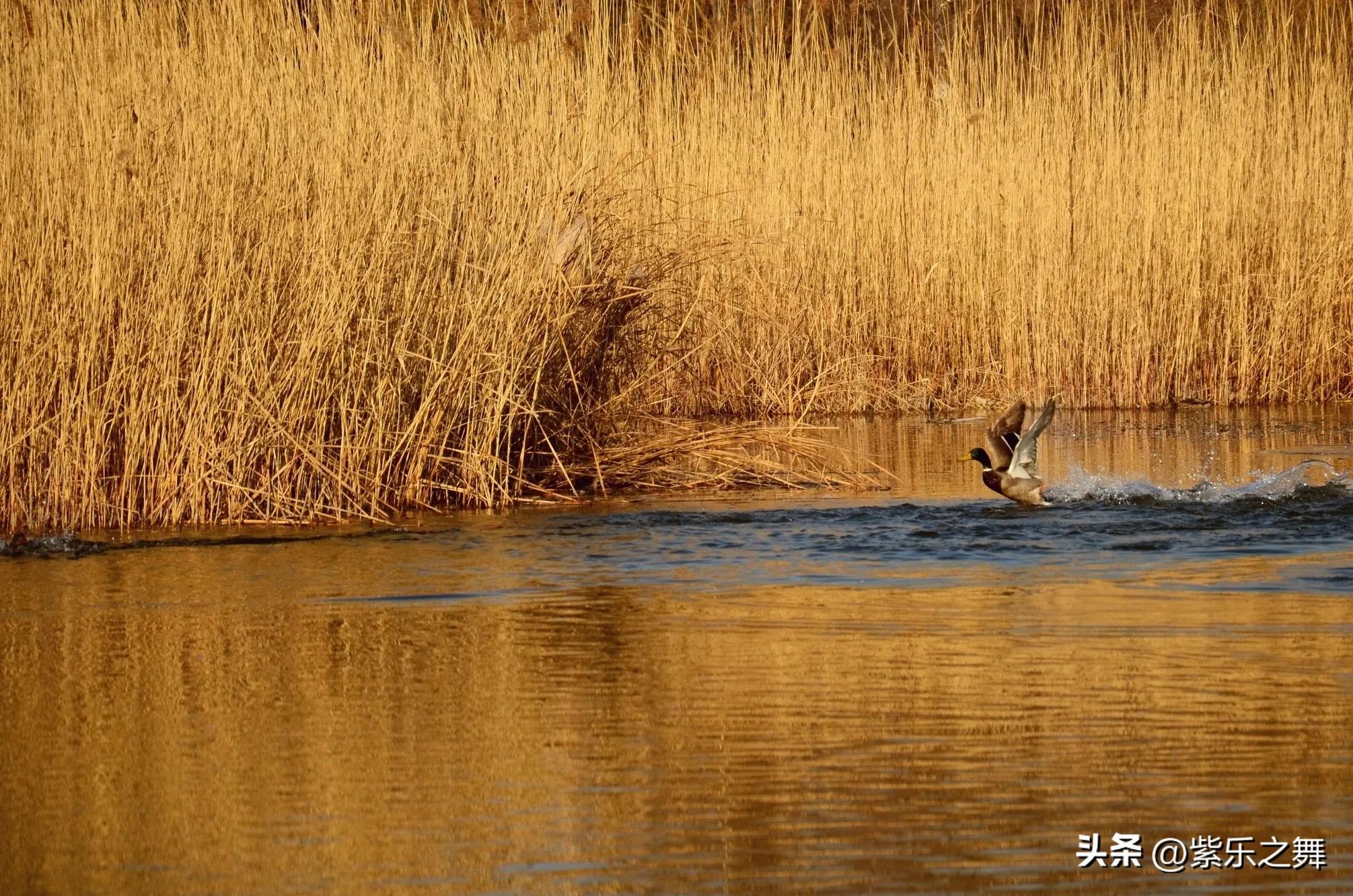 球状闪电莫言讲的是什么,莫言球状闪电想表达什么
