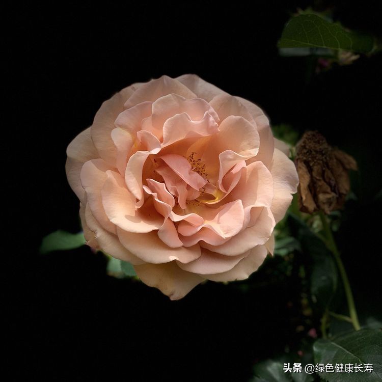 世界花园风景,世界花园