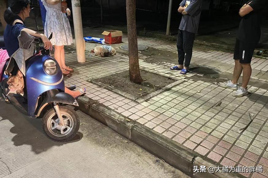 拉布拉多兽医,拉布拉多被揍无辜的眼神