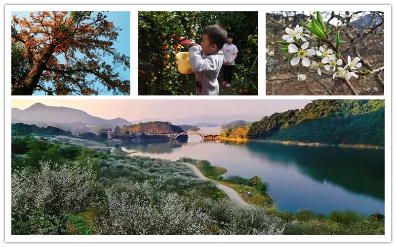 溪头村梅花开放时间,从化摘荔枝旅游线路推荐