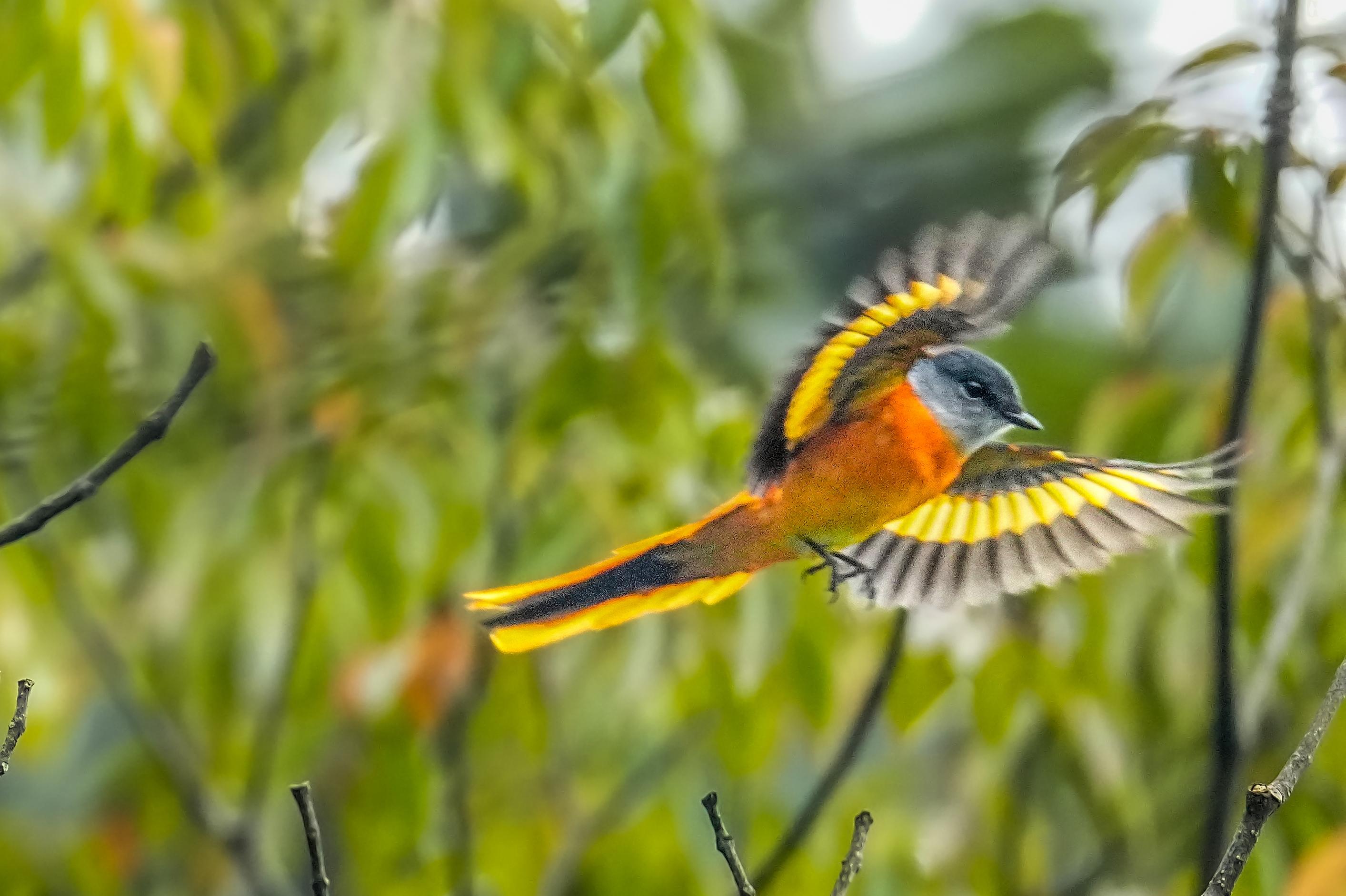 海南观鸟随记5霸王岭儋州湾勺嘴鹬领角鸮仓鸮