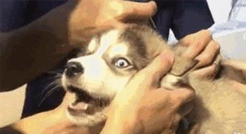 猫得了狂犬病一定会表现出症状吗,狂犬病初期症状一般在被咬几天后