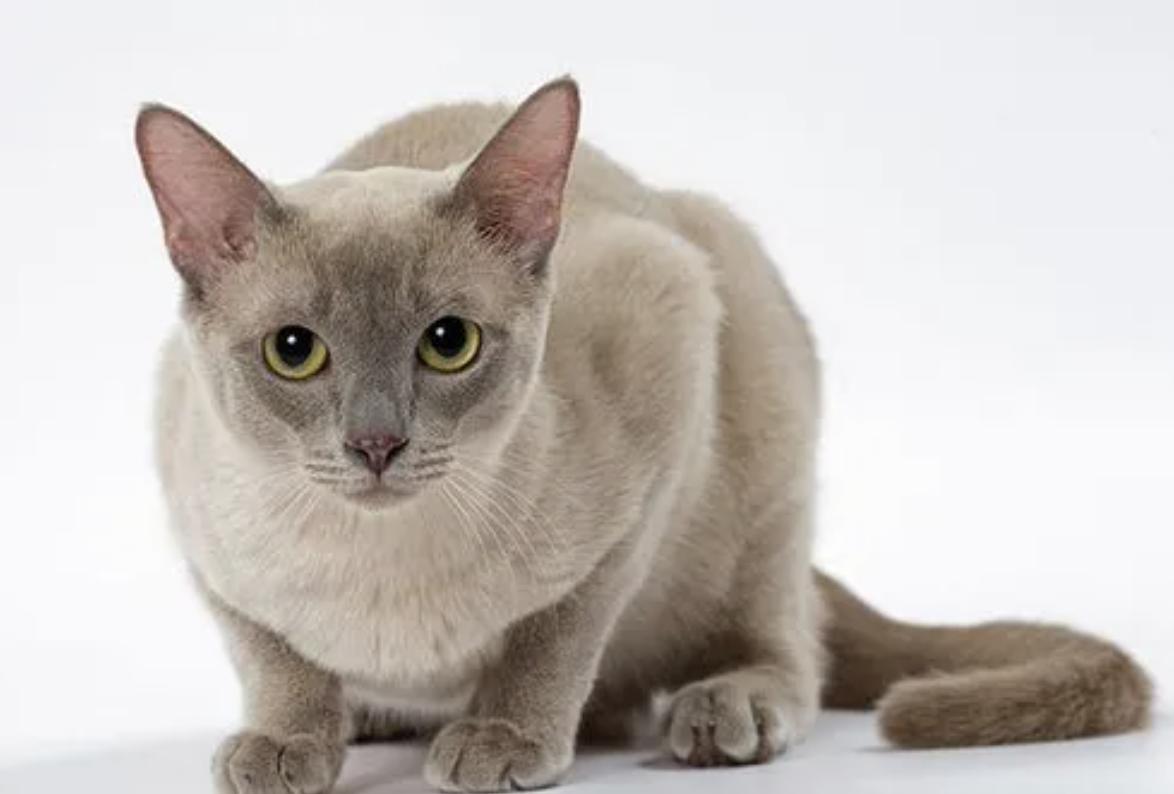 世界上最可爱的6种猫咪,世界上最可爱的三种猫咪