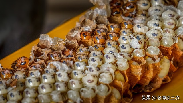 胡蜂人工养殖技术全套教程,农村00后小伙创业养殖胡蜂