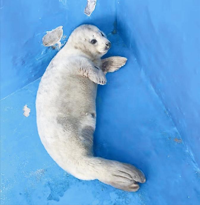 辽宁大连100头斑海豹幼仔遭猎捕,辽宁盘锦斑海豹罕见上岸晒日光浴