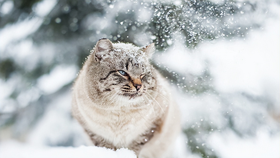 狗换粮没到7天旧粮没了怎么办,为什么宠物要七天换粮