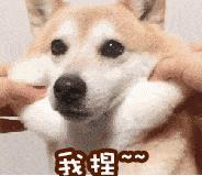 柴犬又倔又难养,为何被那么多人迷恋?