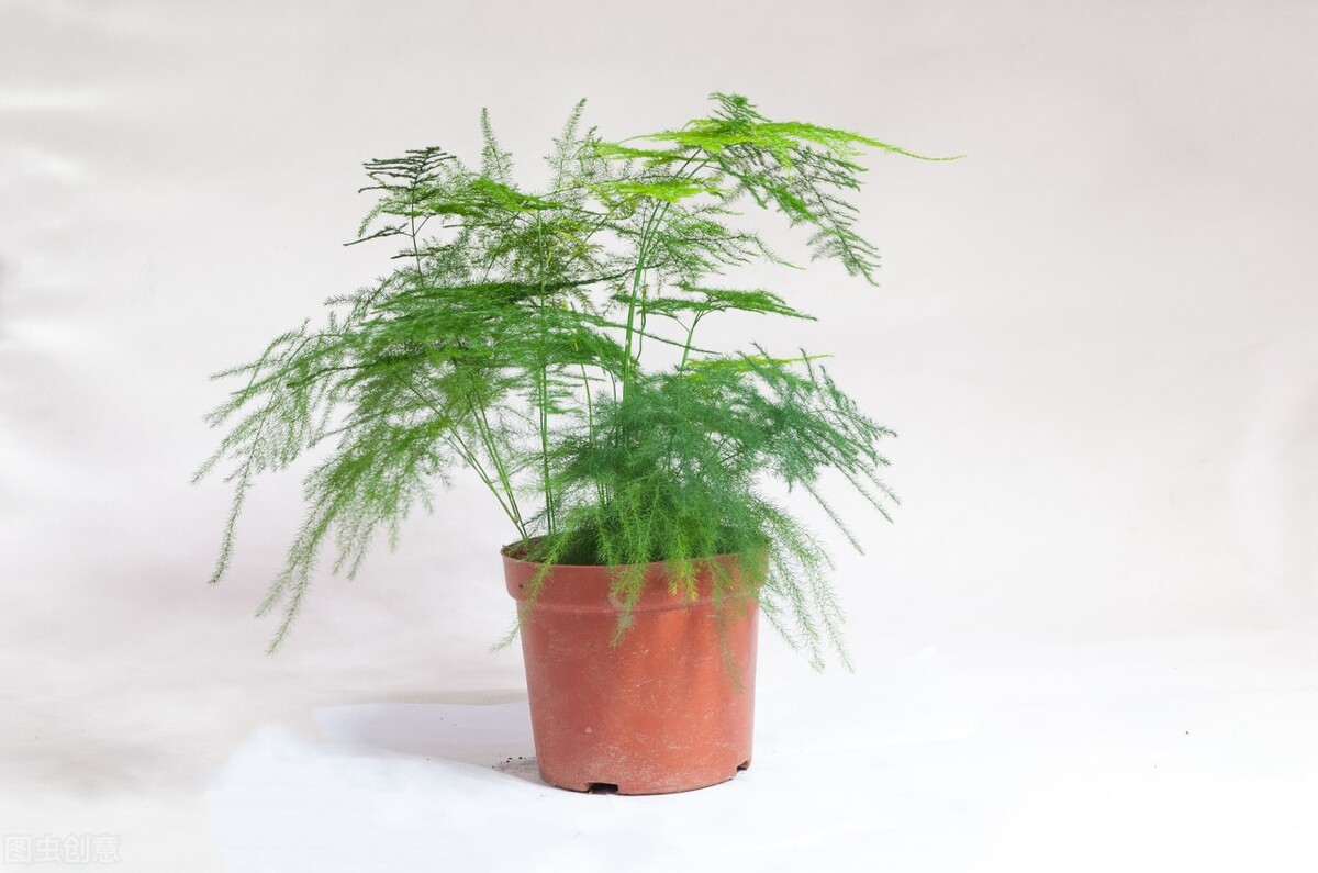 太实用了！45种常见植物养殖方法大全