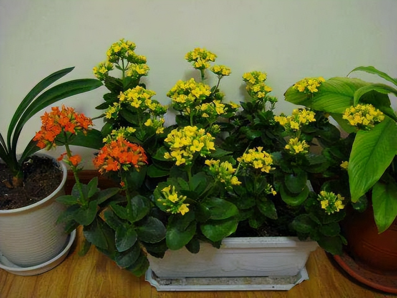 家里养花不养人的说法,家里花养不起来是不是风水不好