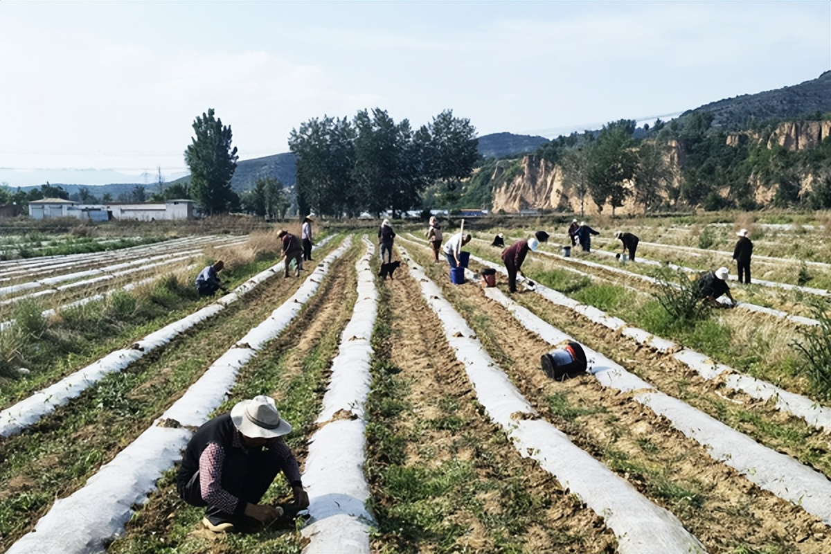 黎城北流村：尖椒种出乡村振兴好“钱”景