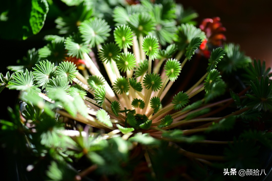 天冷怎么注意植物冻死,植物怕冷怎么过冬
