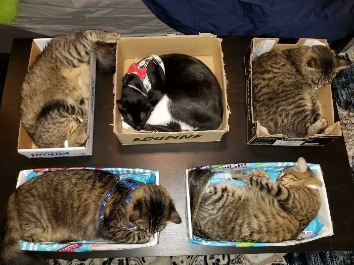 猫咪可爱萌图用猫猫的尾巴比心,可爱小猫猫超萌照片戴头套