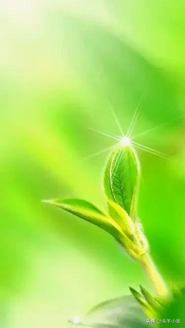 最美的手机壁纸大全,养眼养心的壁纸