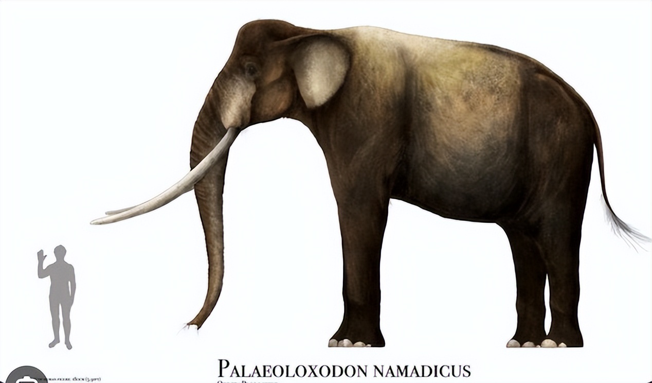 史前人类脚印大全,发现距今12万年的人类脚印