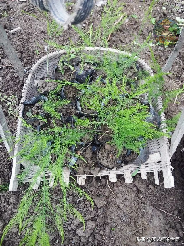 种植100万亩芦笋需育苗多少亩,带根芦笋怎么种植