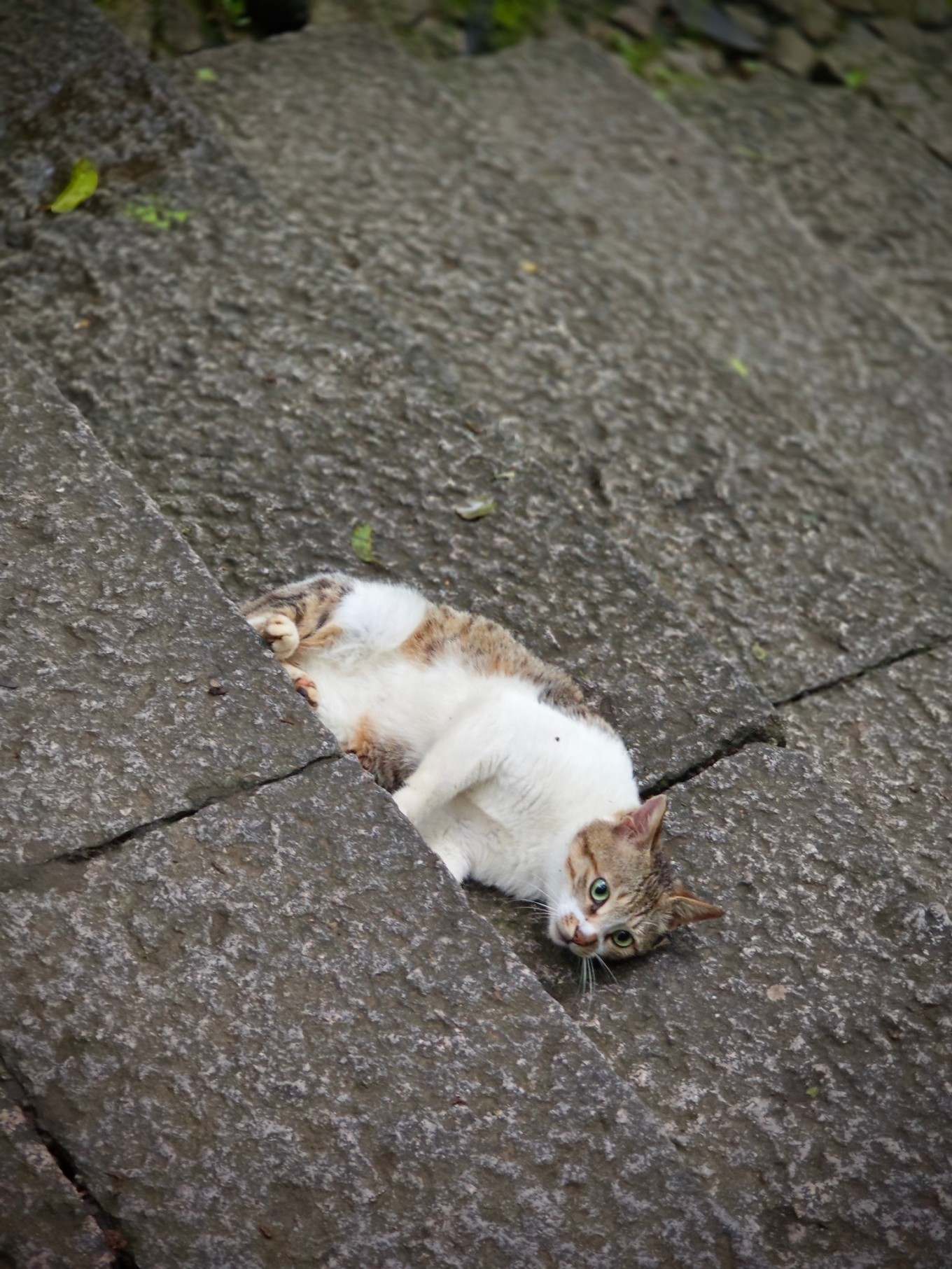 普陀山朝拜二日行,普陀山祈福三日游
