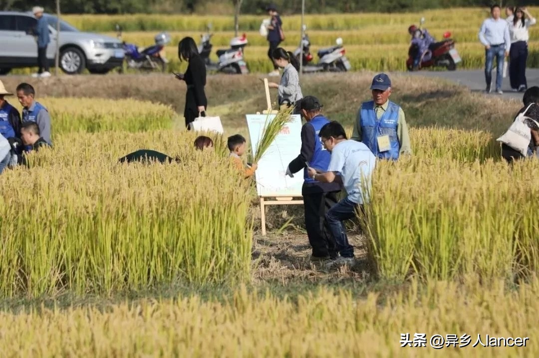 家庭农场：是否能成为乡村致富的新风口？