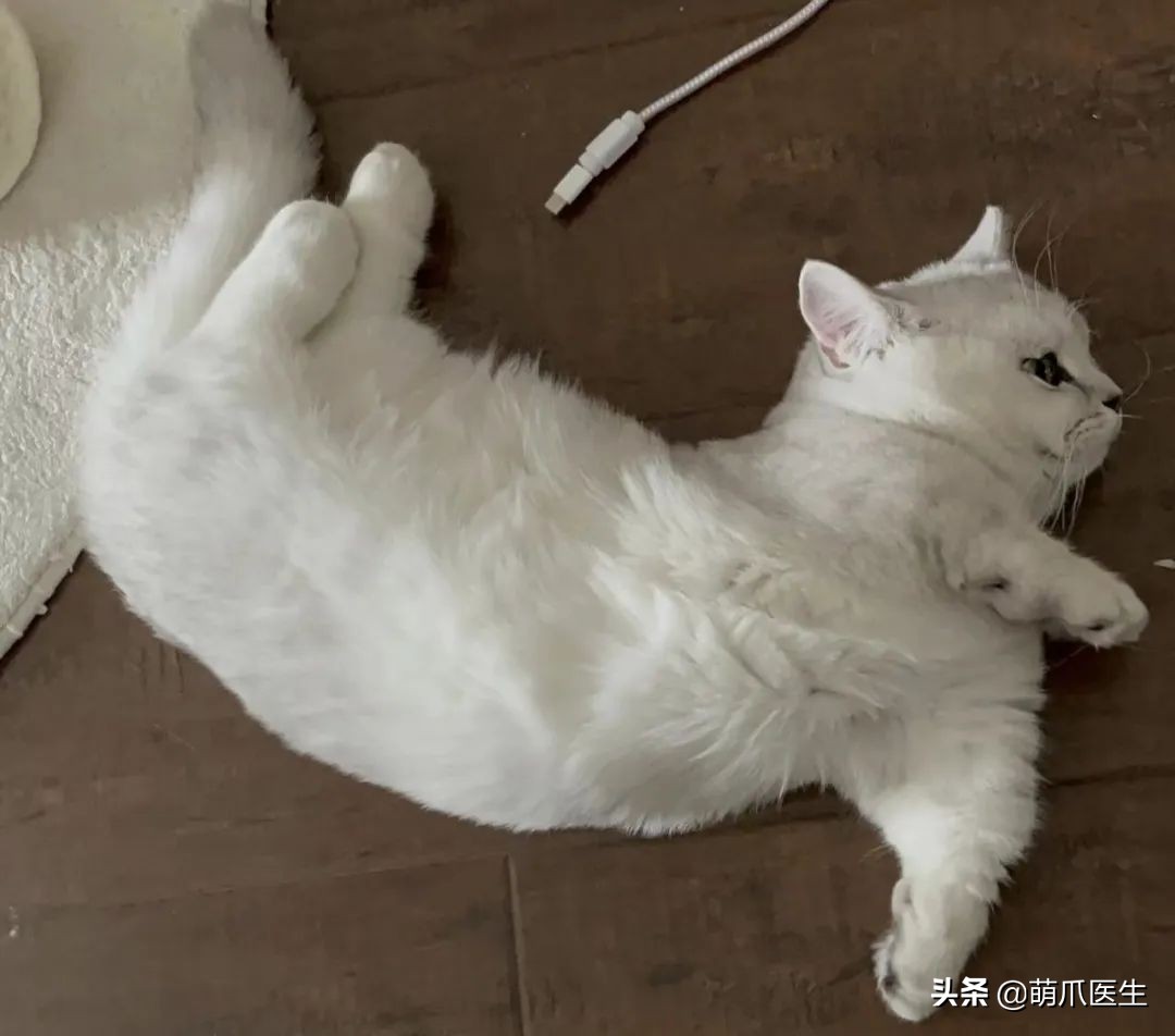 猫吃米线,猫吃米线吗