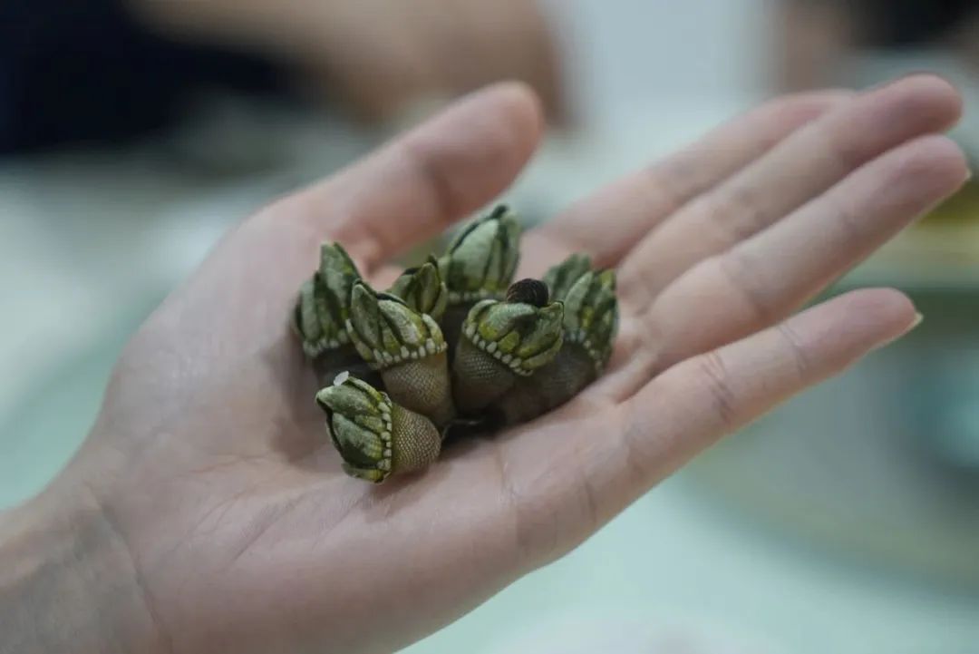 夏日的汕尾，是放荡不羁的鲜上加鲜