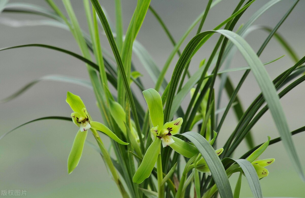 太实用了！45种常见植物养殖方法大全