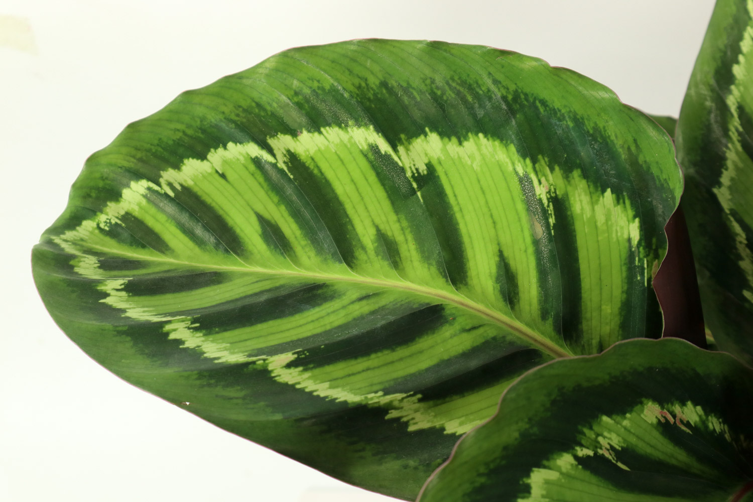 适合光线很暗的植物,弱光能养什么植物