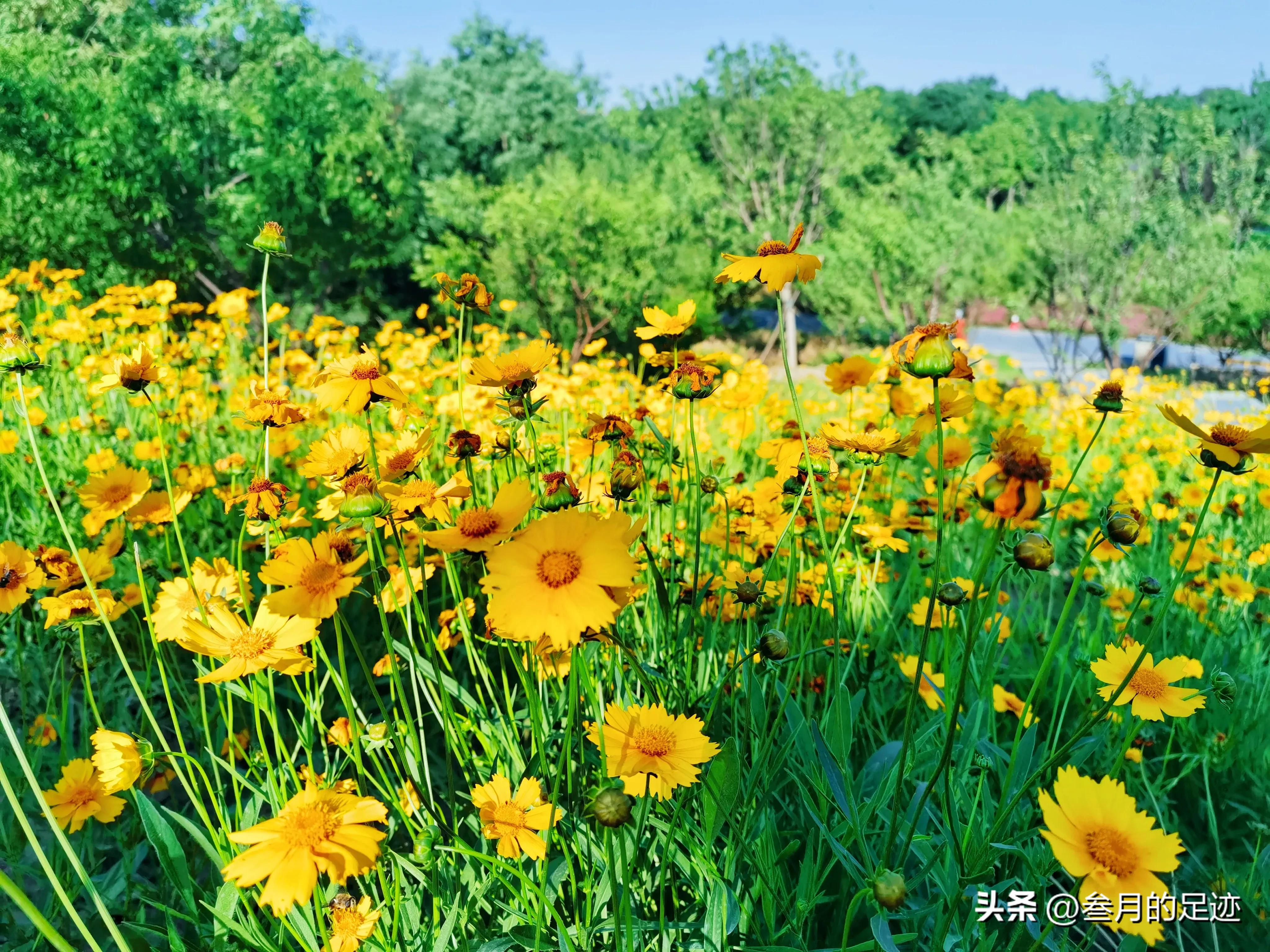 北京有哪些免费的大型公园,北京有铁道的公园